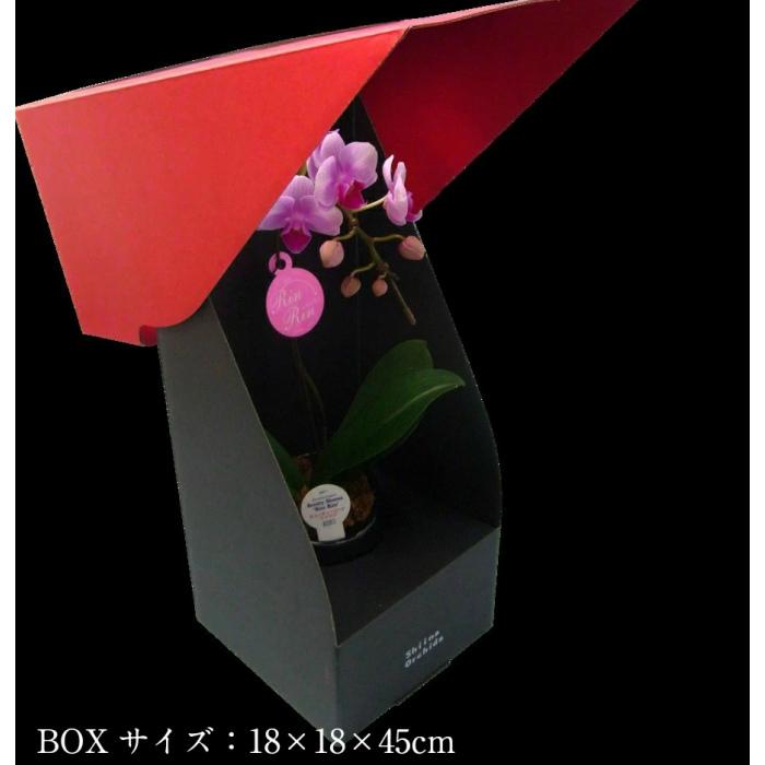 マイクロ 胡蝶蘭 1本立 2.5号 ピンク 2WAYギフトBOX入り ミニ胡蝶蘭 プレゼント ギフト 花 お花 フラワーギフト お祝い 贈り物 花 鉢植え 贈答 誕生日プレゼント |  | 05