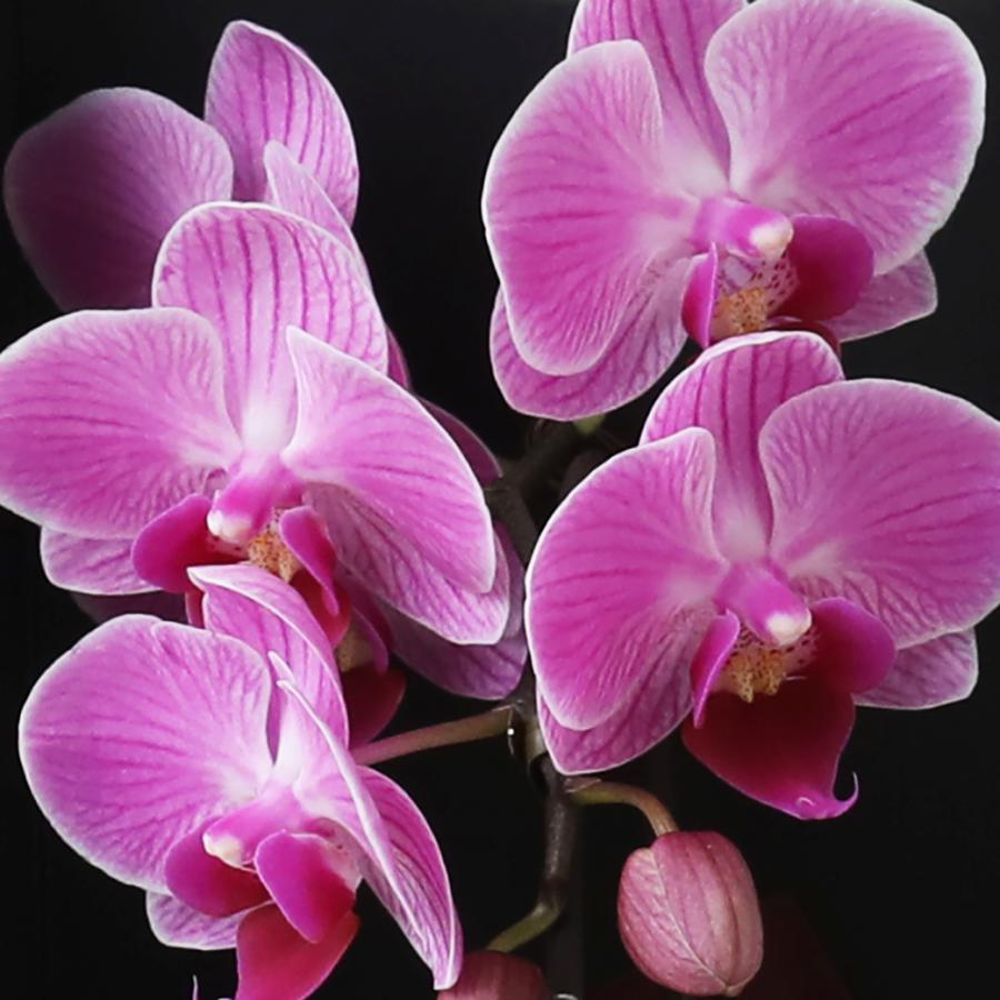 マイクロ 胡蝶蘭 1本立 2.5号 ピンク 2WAYギフトBOX入り ミニ胡蝶蘭 プレゼント ギフト 花 お花 フラワーギフト お祝い 贈り物 花 鉢植え 贈答 誕生日プレゼント |  | 14