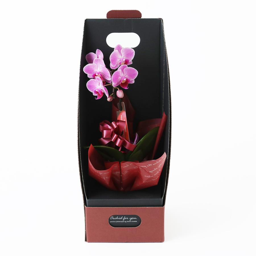 マイクロ 胡蝶蘭 1本立 2.5号 ピンク 2WAYギフトBOX入り ミニ胡蝶蘭