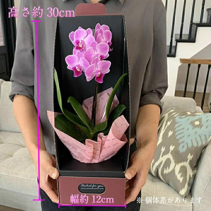 マイクロ 胡蝶蘭 1本立 2.5号 ピンク 2WAYギフトBOX入り ミニ胡蝶蘭 プレゼント ギフト 花 お花 フラワーギフト お祝い 贈り物 花 鉢植え 贈答 誕生日プレゼント |  | 02