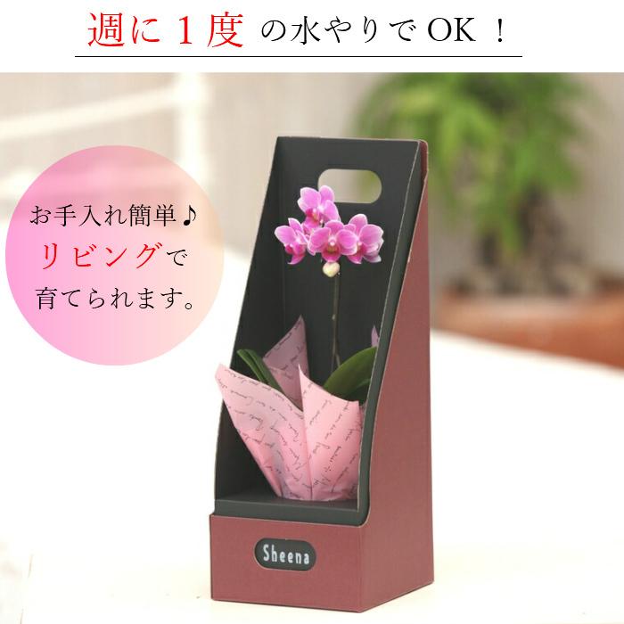 マイクロ 胡蝶蘭 1本立 2.5号 ピンク 2WAYギフトBOX入り ミニ胡蝶蘭 プレゼント ギフト 花 お花 フラワーギフト お祝い 贈り物 花 鉢植え 贈答 誕生日プレゼント |  | 03