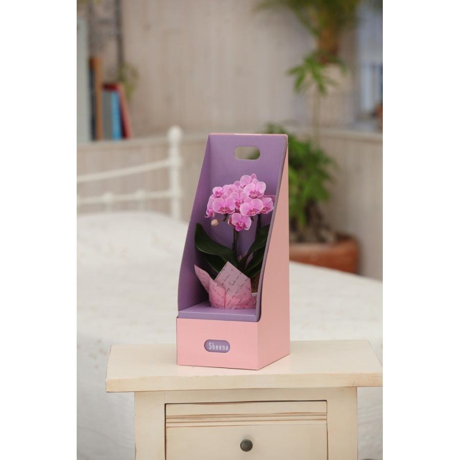 ピンク系 マイクロ 胡蝶蘭2本立3号 『2WAYギフトBOX入り』 プレゼント ギフト 贈り物 【 敬老の日 祖父 祖母 】 | 