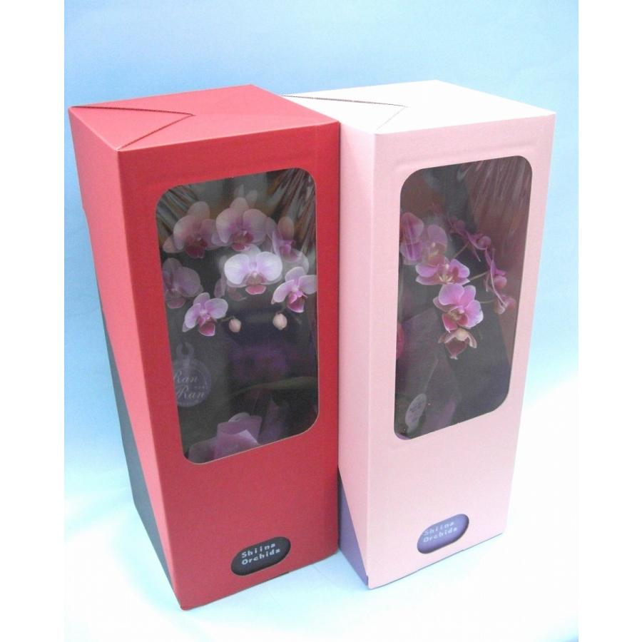 ピンク系 マイクロ 胡蝶蘭2本立3号 『2WAYギフトBOX入り』 プレゼント ギフト 贈り物 【 敬老の日 祖父 祖母 】 |  | 01