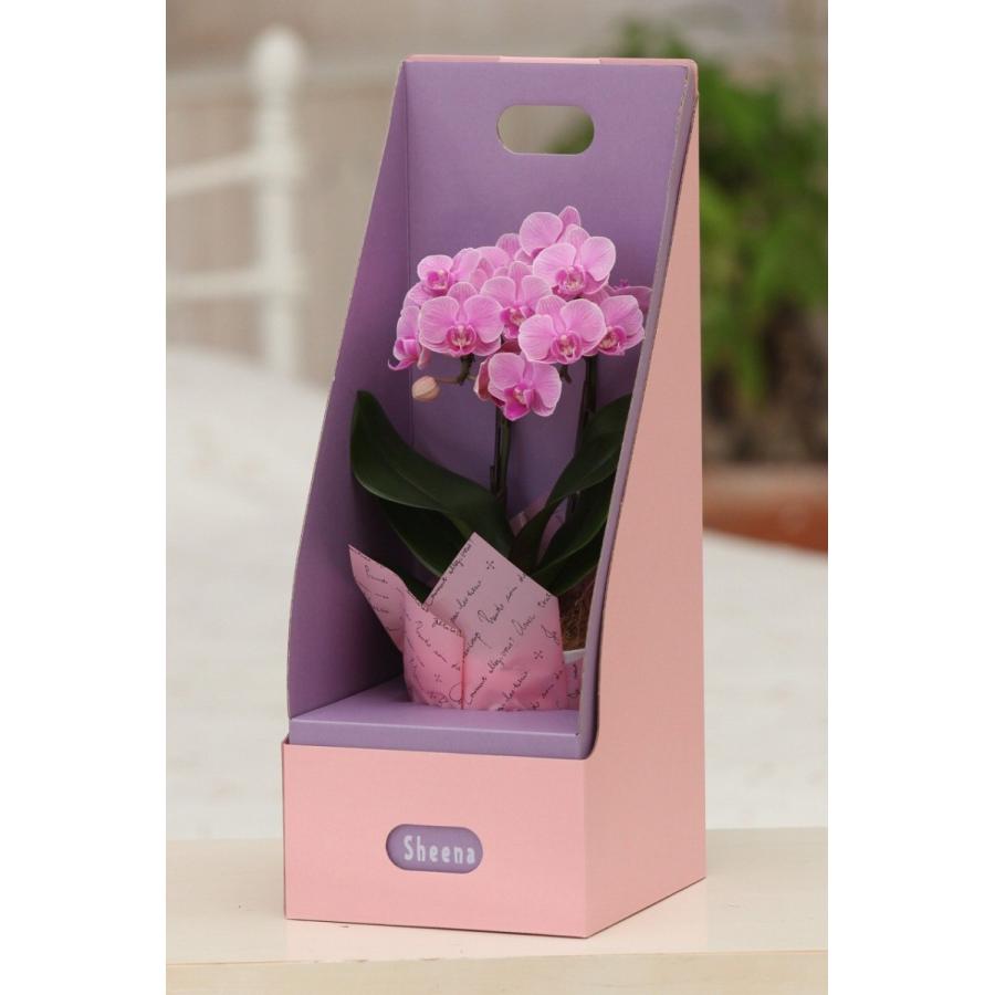 ピンク系 マイクロ 胡蝶蘭2本立3号 『2WAYギフトBOX入り』 プレゼント ギフト 贈り物 【 敬老の日 祖父 祖母 】 |  | 02