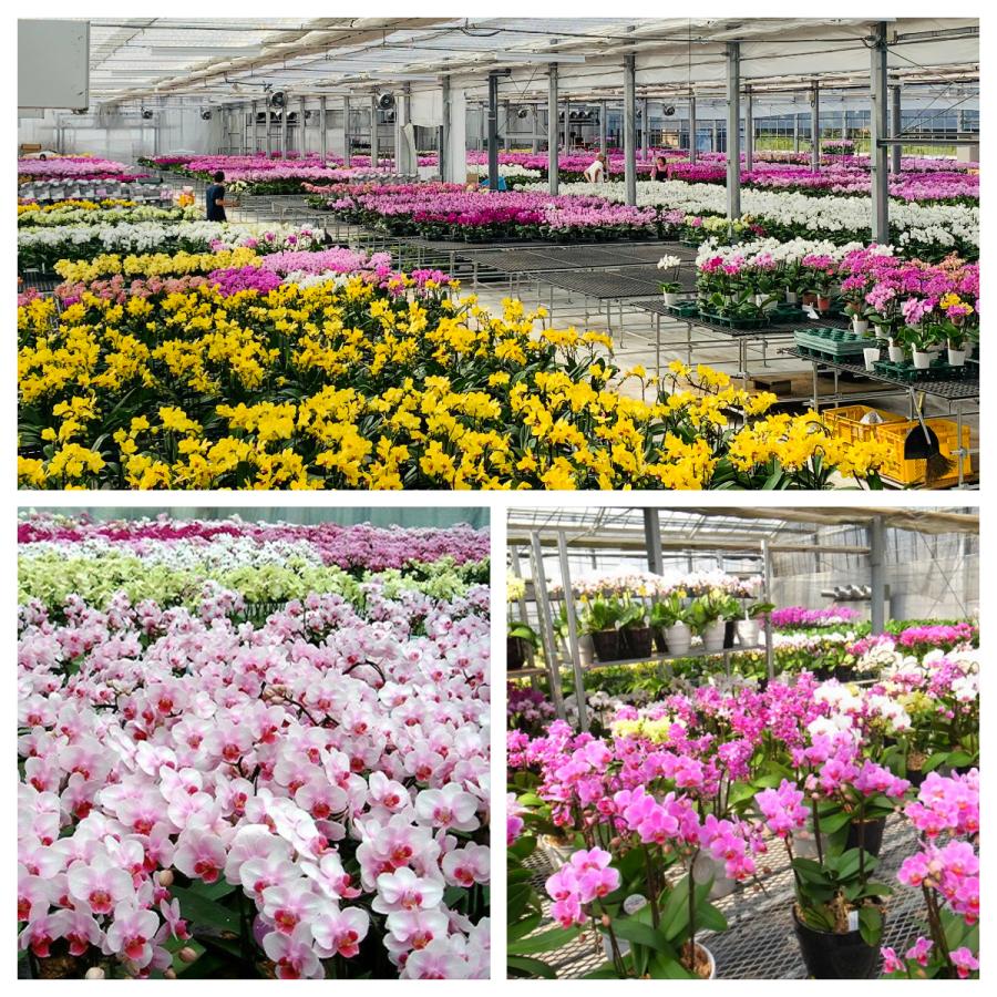 ピンク系 マイクロ 胡蝶蘭2本立3号 『2WAYギフトBOX入り』 プレゼント ギフト 贈り物 【 敬老の日 祖父 祖母 】 |  | 07