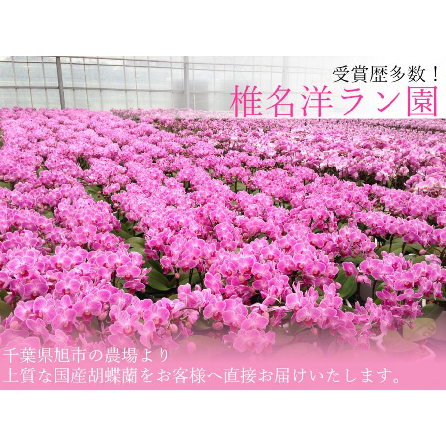 ピンク系 ミディ 胡蝶蘭 3本立 パルテノ鉢5．5号 プレゼント ギフト 贈り物 【 敬老の日 祖父 祖母 】 |  | 04