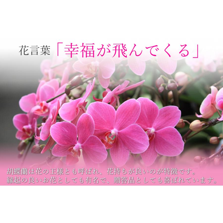 ピンク系 ミディ 胡蝶蘭 5本立 7号 プレゼント ギフト 贈り物 【 敬老の日 祖父 祖母 】 |  | 02