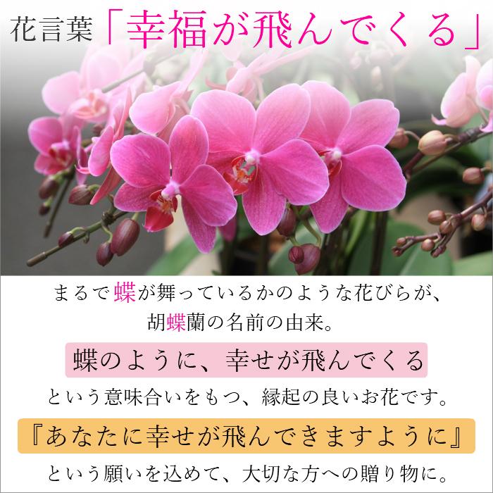 ミディ 胡蝶蘭 20本立 13号 蘭千世界 ピンク プレゼント ギフト 贈り物 【 敬老の日 祖父 祖母 】 |  | 01