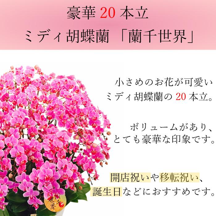 ミディ 胡蝶蘭 20本立 13号 蘭千世界 ピンク プレゼント ギフト 贈り物 【 敬老の日 祖父 祖母 】 |  | 03