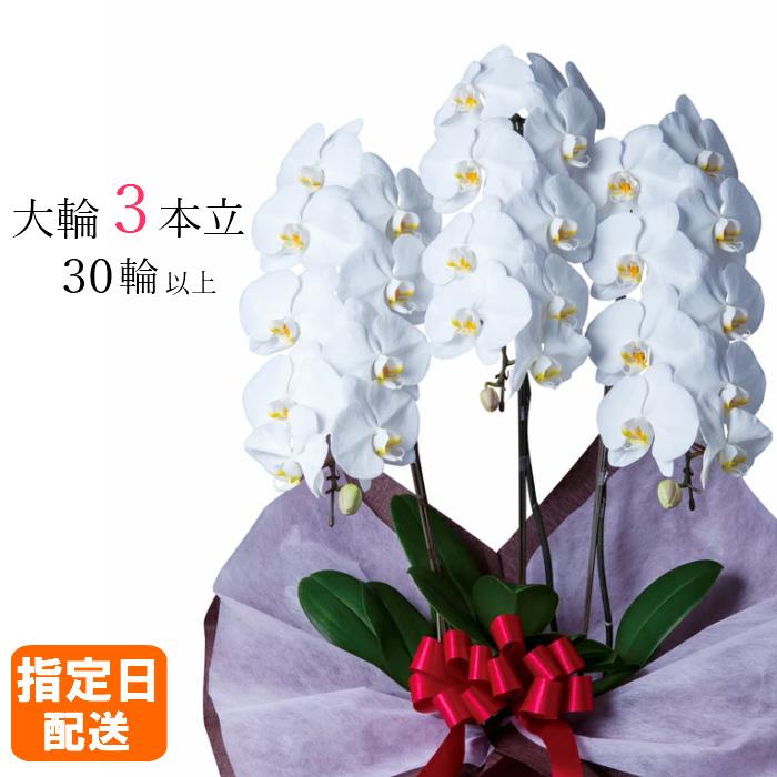 胡蝶蘭 大輪 3本立 30輪以上 2L スタンダード 白 プレゼント ギフト 贈り物 【 敬老の日 祖父 祖母 】 | 