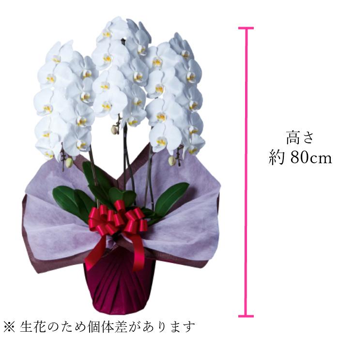 胡蝶蘭 大輪 3本立 30輪以上 2L スタンダード 白 プレゼント ギフト 贈り物 【 敬老の日 祖父 祖母 】 |  | 02