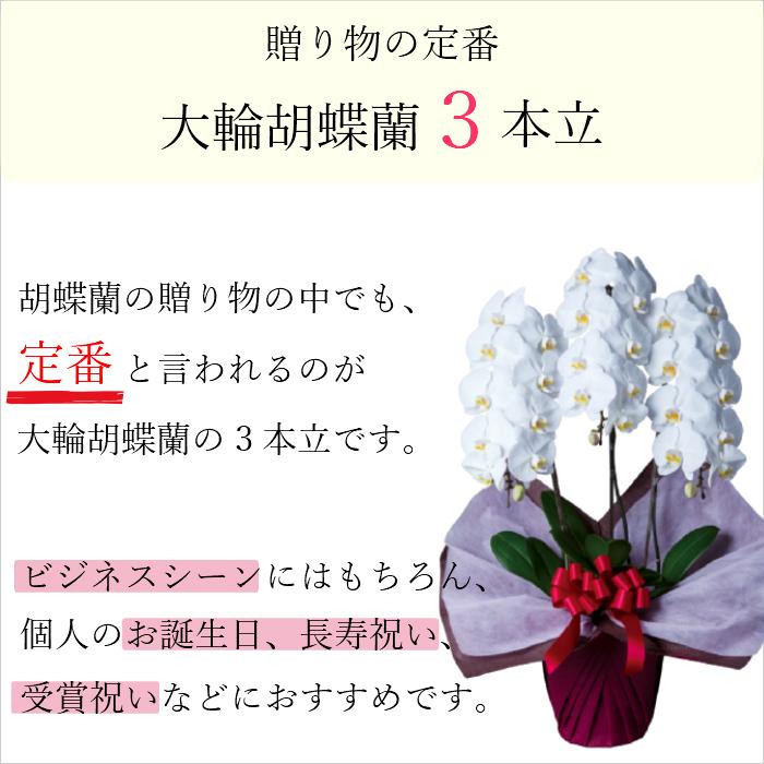 胡蝶蘭 大輪 3本立 30輪以上 2L スタンダード 白 プレゼント ギフト 贈り物 【 敬老の日 祖父 祖母 】 |  | 04