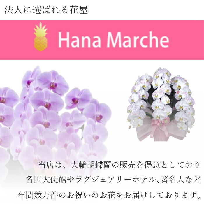 胡蝶蘭 大輪 3本立 30輪以上 2L スタンダード 白 プレゼント ギフト 贈り物 【 敬老の日 祖父 祖母 】 |  | 08