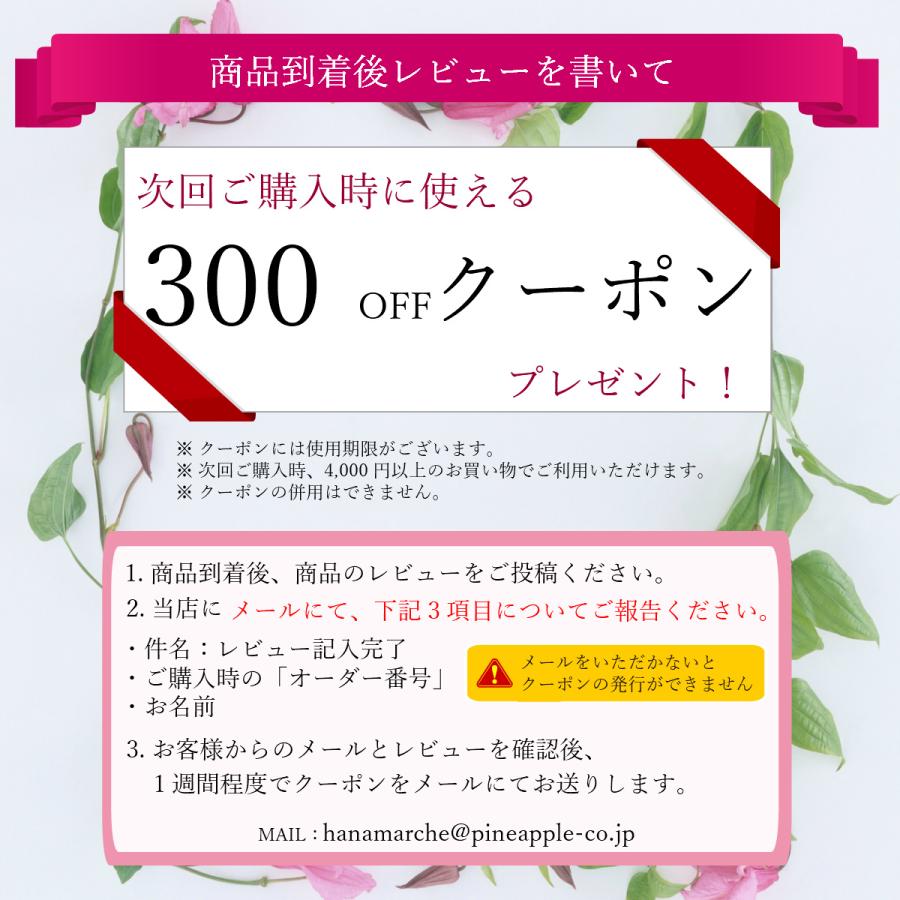 胡蝶蘭 大輪 3本立 30輪以上 2L スタンダード 白 プレゼント ギフト 贈り物 【 敬老の日 祖父 祖母 】 |  | 09