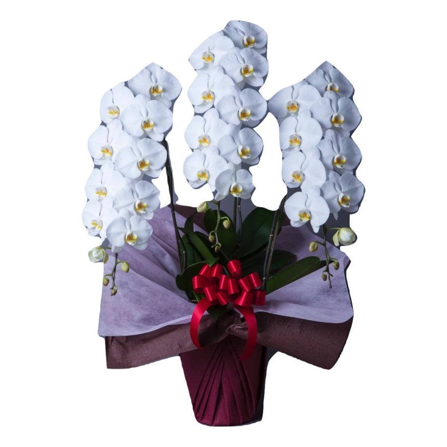 胡蝶蘭 大輪 3本立 33~36輪以上 3L 白 プレゼント ギフト 贈り物 【 敬老の日 祖父 祖母 】 | 