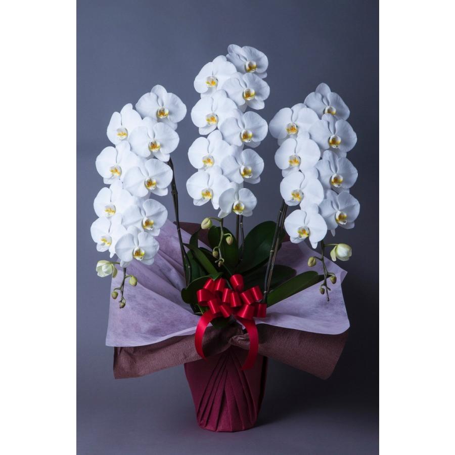 胡蝶蘭 大輪 3本立 33~36輪以上 3L 白 プレゼント ギフト 贈り物 【 敬老の日 祖父 祖母 】 |  | 01