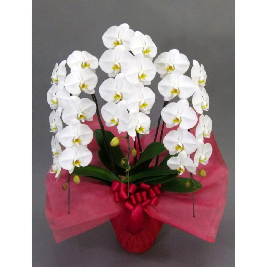 胡蝶蘭 大輪 3本立 33~36輪以上 3L 白 プレゼント ギフト 贈り物 【 敬老の日 祖父 祖母 】 |  | 02