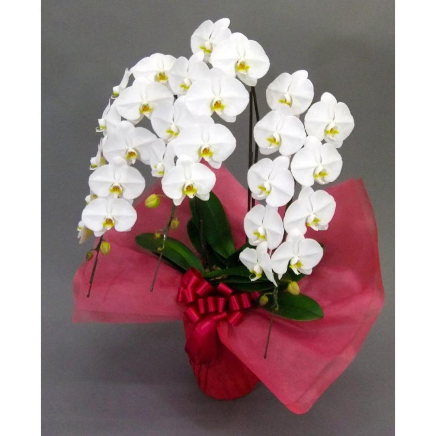 胡蝶蘭 大輪 3本立 33~36輪以上 3L 白 プレゼント ギフト 贈り物 【 敬老の日 祖父 祖母 】 |  | 03