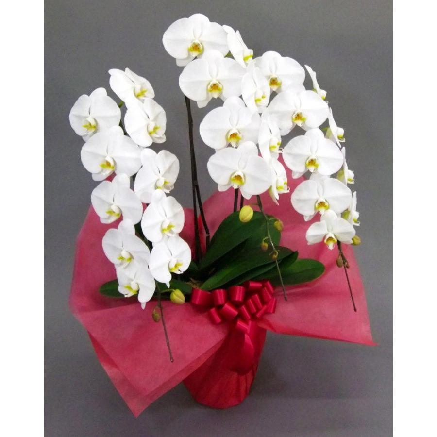 胡蝶蘭 大輪 3本立 33~36輪以上 3L 白 プレゼント ギフト 贈り物 【 敬老の日 祖父 祖母 】 |  | 04