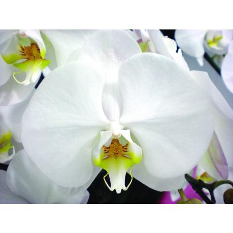 胡蝶蘭 大輪 3本立 33~36輪以上 3L 白 プレゼント ギフト 贈り物 【 敬老の日 祖父 祖母 】 |  | 05