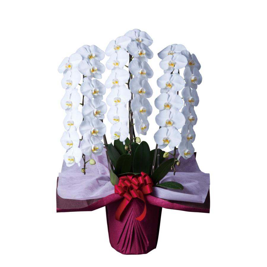 胡蝶蘭 大輪 3本立 36~40輪以上 4L ハイグレード 白 プレゼント ギフト 贈り物 【 敬老の日 祖父 祖母 】 | 