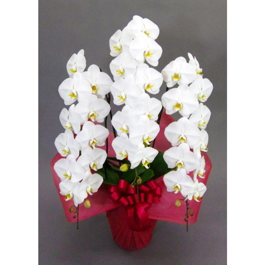 胡蝶蘭 大輪 3本立 36~40輪以上 4L ハイグレード 白 プレゼント ギフト 贈り物 【 敬老の日 祖父 祖母 】 |  | 01