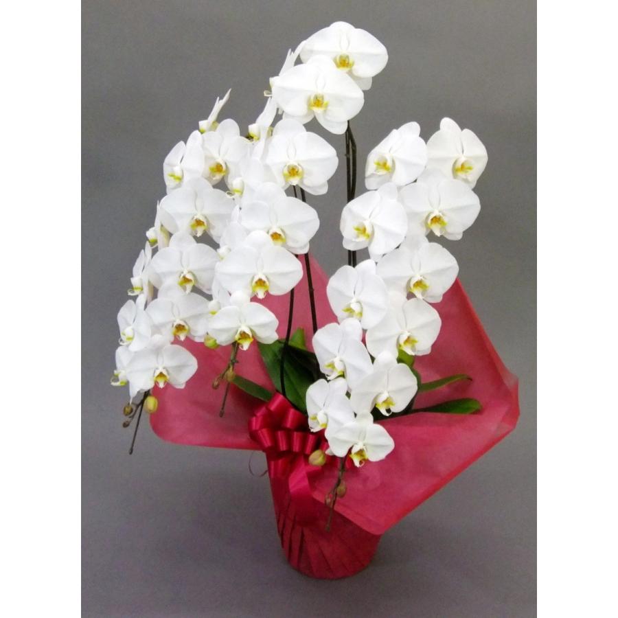 胡蝶蘭 大輪 3本立 36~40輪以上 4L ハイグレード 白 プレゼント ギフト 贈り物 【 敬老の日 祖父 祖母 】 |  | 02