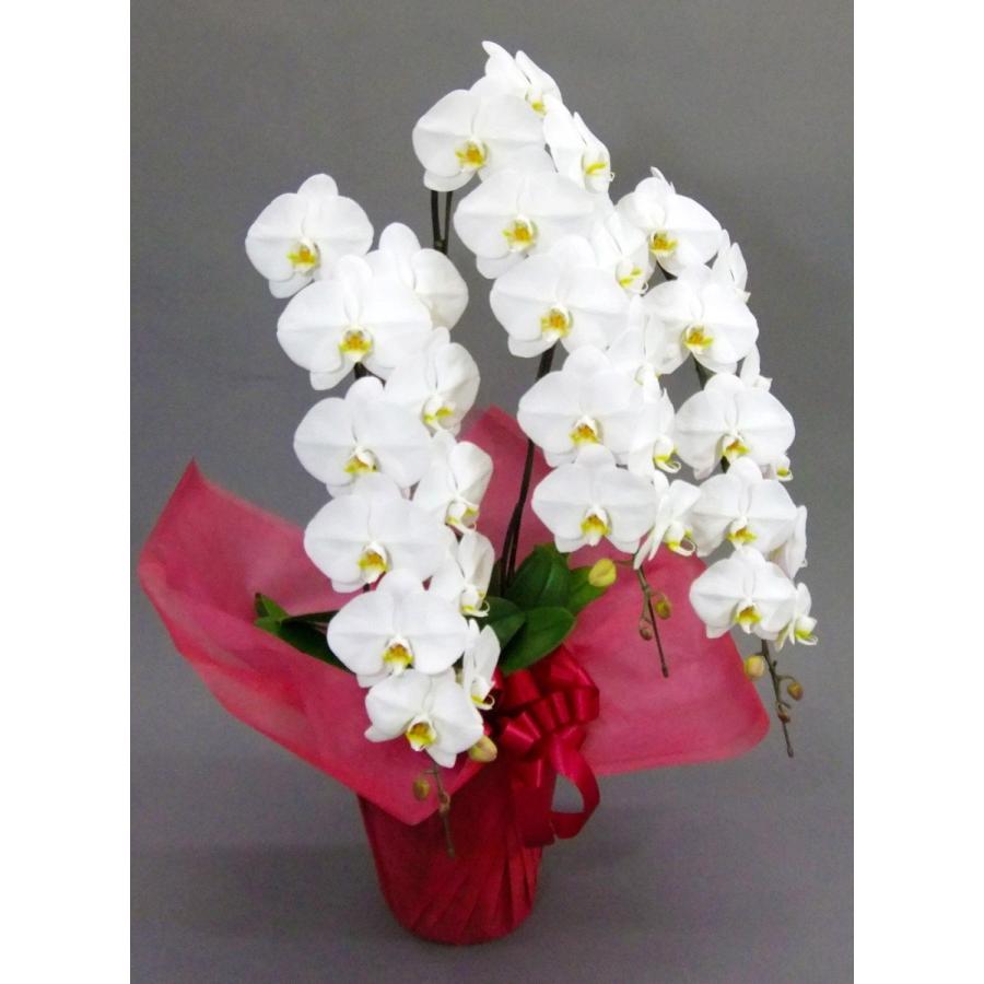 胡蝶蘭 大輪 3本立 36~40輪以上 4L ハイグレード 白 プレゼント ギフト 贈り物 【 敬老の日 祖父 祖母 】 |  | 03
