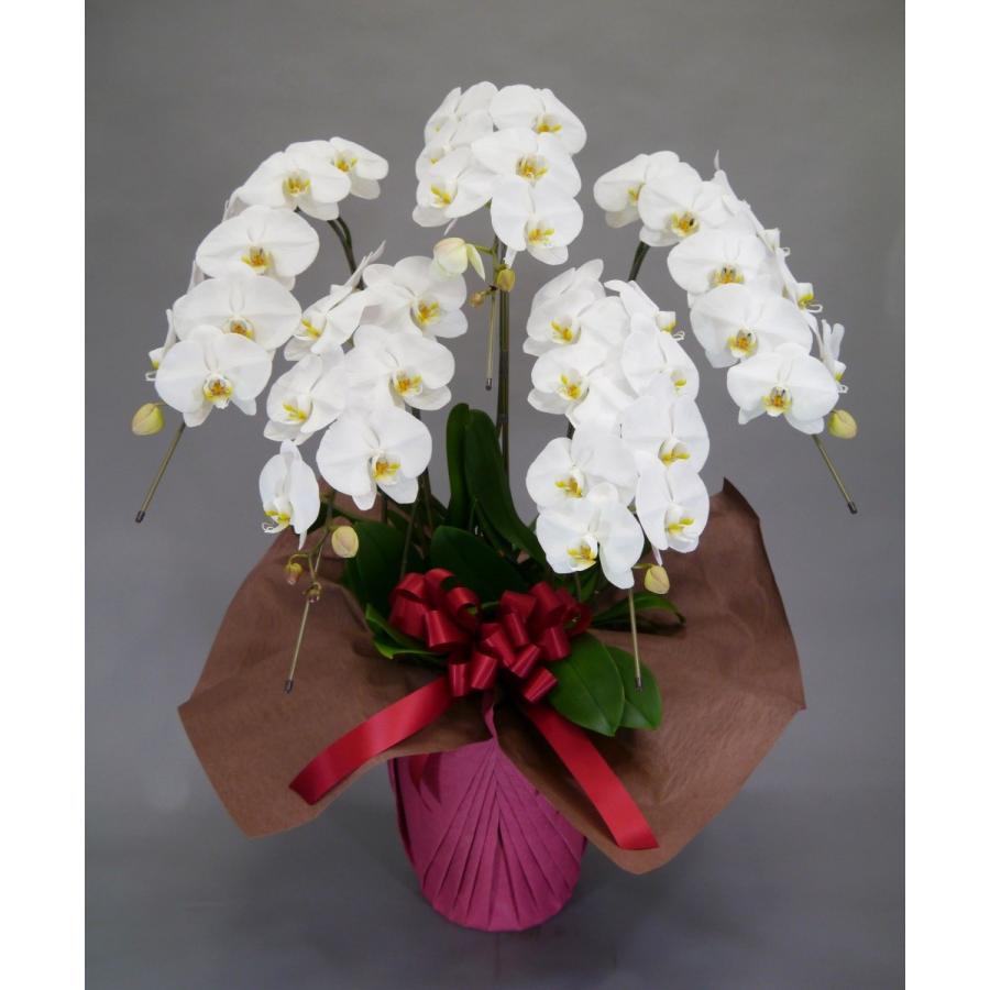 胡蝶蘭 大輪 5本立 45~50輪以上 2L スタンダード 白 プレゼント ギフト 贈り物 【 敬老の日 祖父 祖母 】 |  | 01