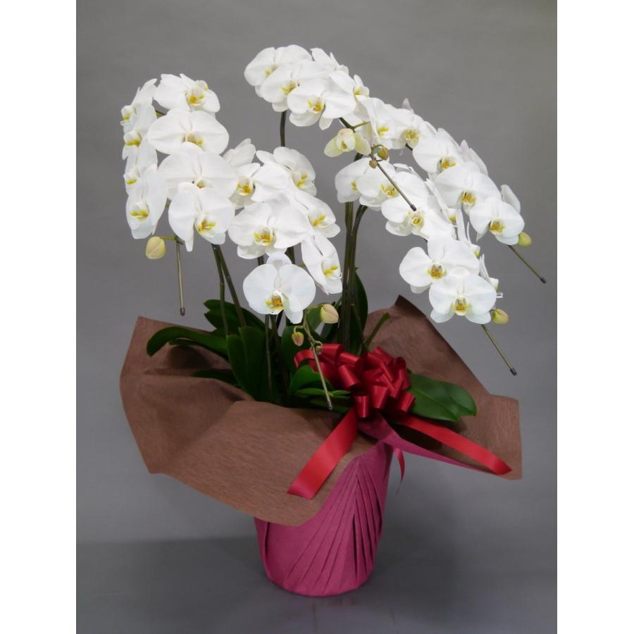 胡蝶蘭 大輪 5本立 45~50輪以上 2L スタンダード 白 プレゼント ギフト 贈り物 【 敬老の日 祖父 祖母 】 |  | 02