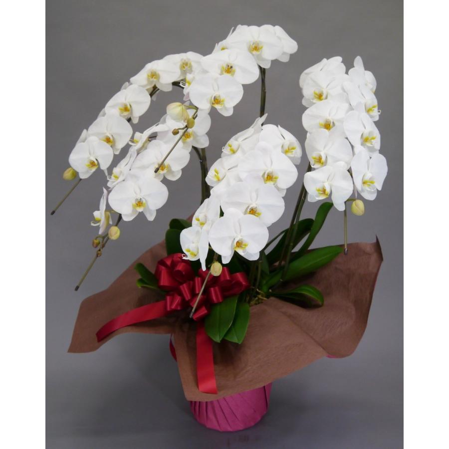胡蝶蘭 大輪 5本立 45~50輪以上 2L スタンダード 白 プレゼント ギフト 贈り物 【 敬老の日 祖父 祖母 】 |  | 03