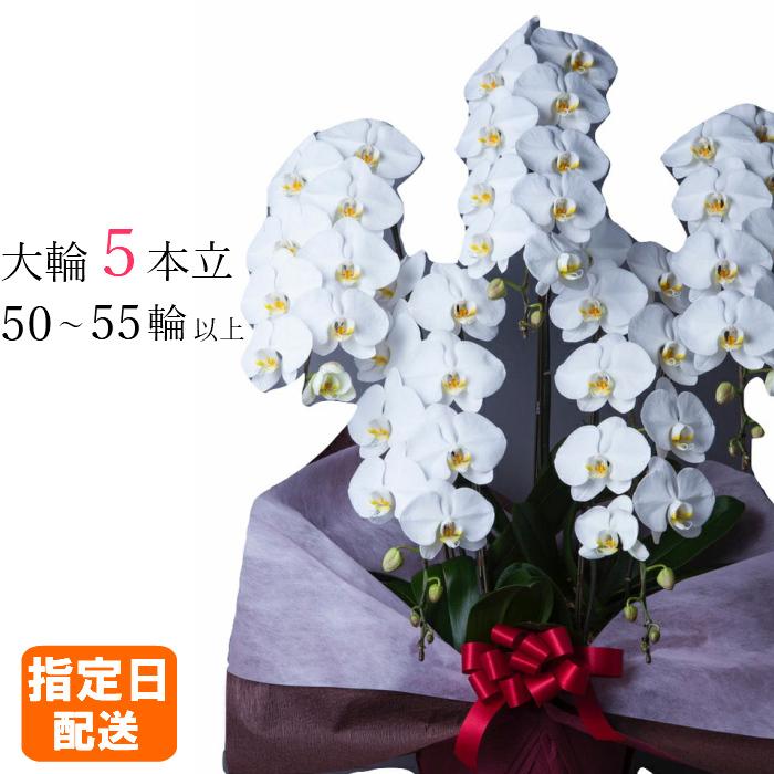 胡蝶蘭 大輪 5本立 50~55輪以上 3L 白 プレゼント ギフト 贈り物 【 敬老の日 祖父 祖母 】 | 