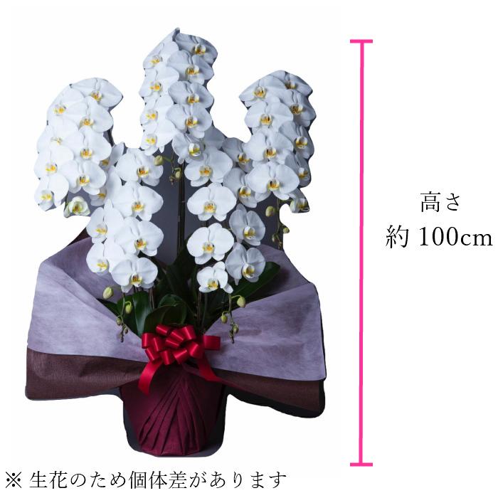 胡蝶蘭 大輪 5本立 50~55輪以上 3L 白 プレゼント ギフト 贈り物 【 敬老の日 祖父 祖母 】 |  | 02