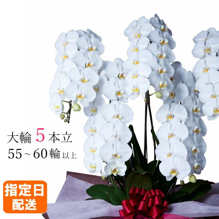 胡蝶蘭 大輪 5本立 55~60輪以上 4L ハイグレード 白 プレゼント ギフト 贈り物 【 敬老の日 祖父 祖母 】 | 