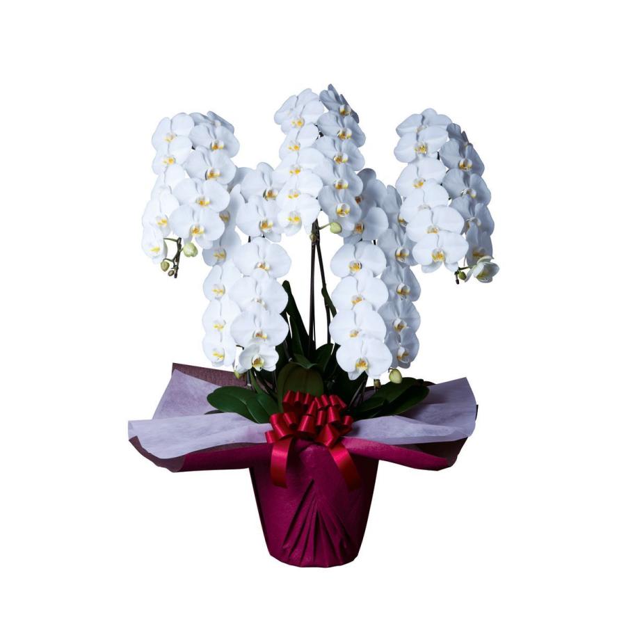 胡蝶蘭 大輪 5本立 55~60輪以上 4L ハイグレード 白 プレゼント ギフト 贈り物 【 敬老の日 祖父 祖母 】 |  | 02