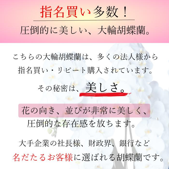 胡蝶蘭 大輪 5本立 55~60輪以上 4L ハイグレード 白 プレゼント ギフト 贈り物 【 敬老の日 祖父 祖母 】 |  | 04