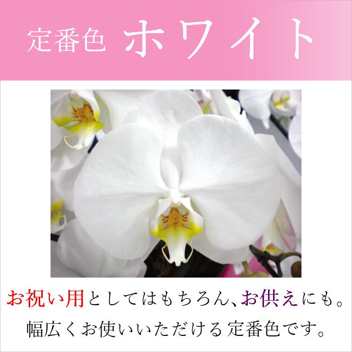 胡蝶蘭 大輪 5本立 55~60輪以上 4L ハイグレード 白 プレゼント ギフト 贈り物 【 敬老の日 祖父 祖母 】 |  | 06