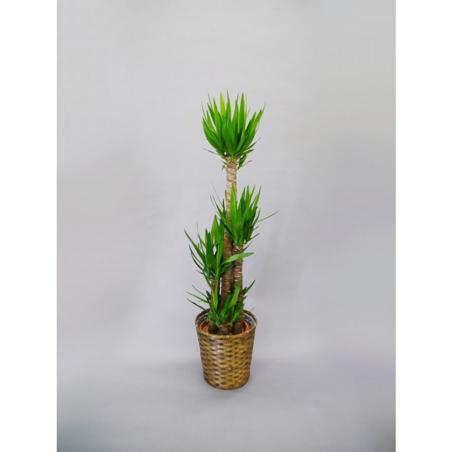 ユッカ 青年の木 10号 『籐カゴ・受皿付き』 観葉植物 プレゼント ギフト 贈り物 【 敬老の日 祖父 祖母 】 |  | 02