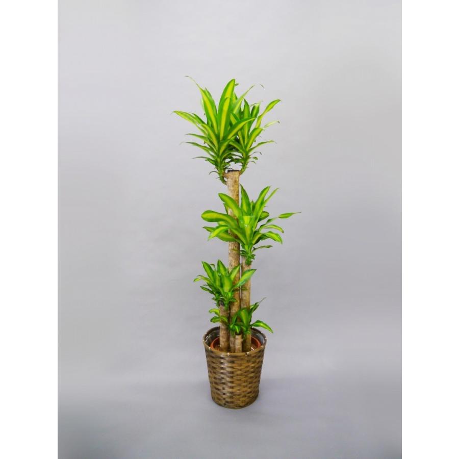 観葉植物 ドラセナ マッサン 幸福の木 10号 『籐カゴ・受皿付き』 観葉植物 プレゼント ギフト 贈り物 【 敬老の日 祖父 祖母 】 |  | 02