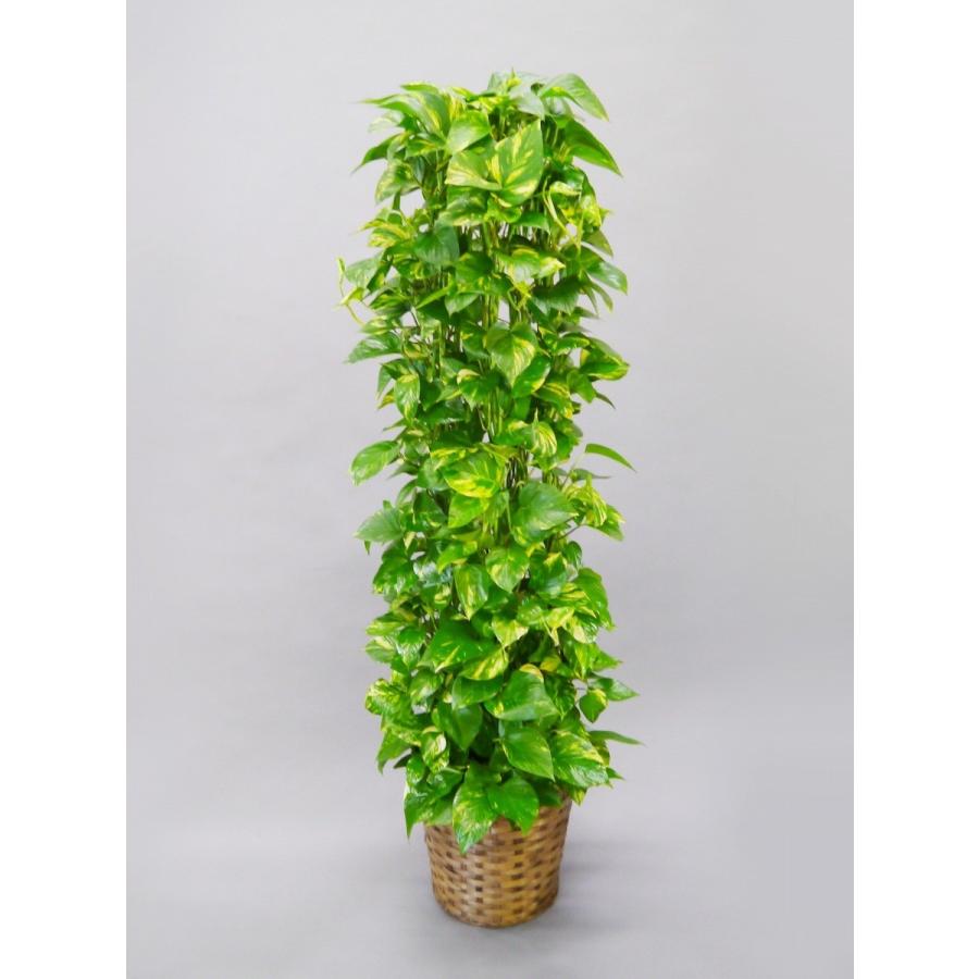 ポトス 10号 『籐カゴ・受皿付き』 観葉植物 プレゼント ギフト 贈り物 【 敬老の日 祖父 祖母 】 |  | 01