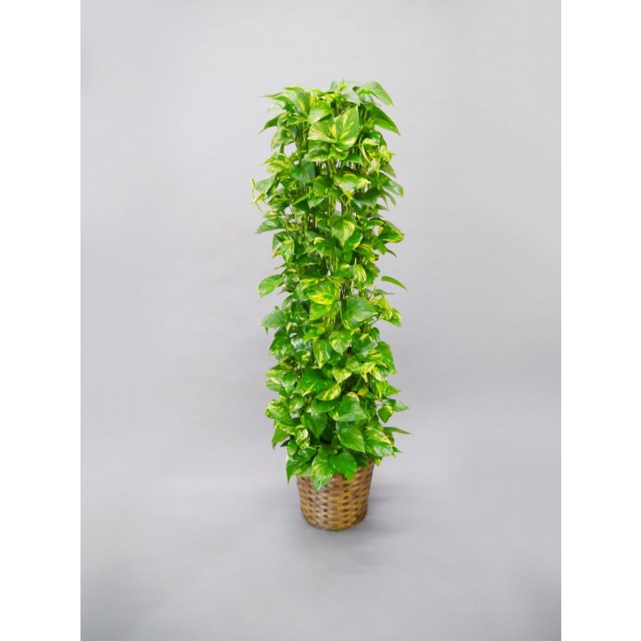 ポトス 10号 『籐カゴ・受皿付き』 観葉植物 プレゼント ギフト 贈り物 【 敬老の日 祖父 祖母 】 |  | 02