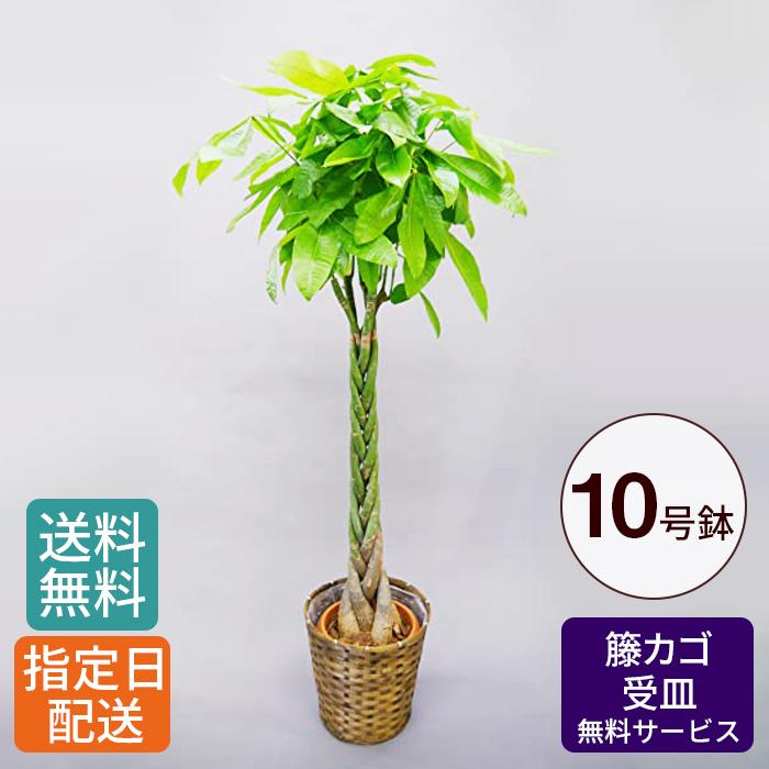 観葉植物 大型 パキラ 10号//鉢植え カゴ付き 受け皿付き 大きい 大 おしゃれ 開店 開所 開業 新築【 敬老の日 祖父 祖母 】 | 