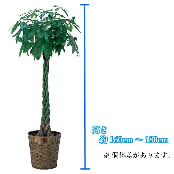 観葉植物 大型 パキラ 10号//鉢植え カゴ付き 受け皿付き 大きい 大 おしゃれ 開店 開所 開業 新築【 敬老の日 祖父 祖母 】 |  | 03