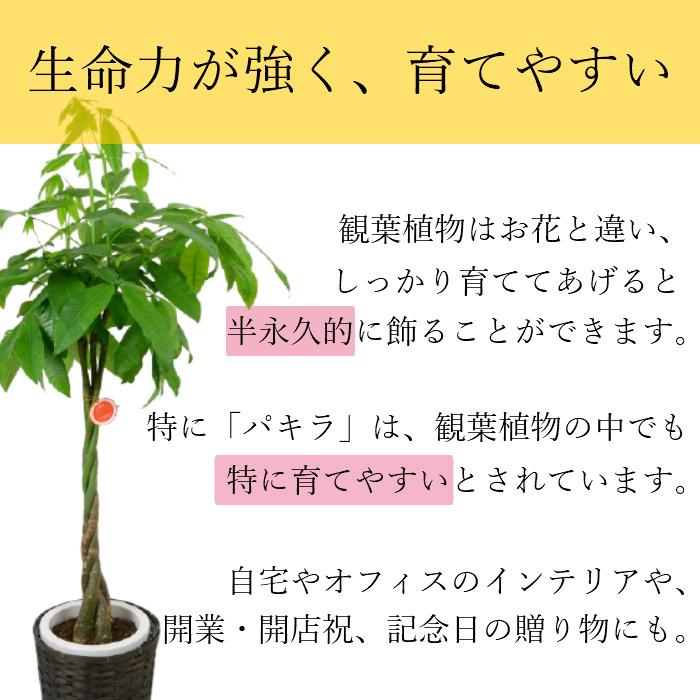 観葉植物 大型 パキラ 10号//鉢植え カゴ付き 受け皿付き 大きい 大 おしゃれ 開店 開所 開業 新築【 敬老の日 祖父 祖母 】 |  | 05