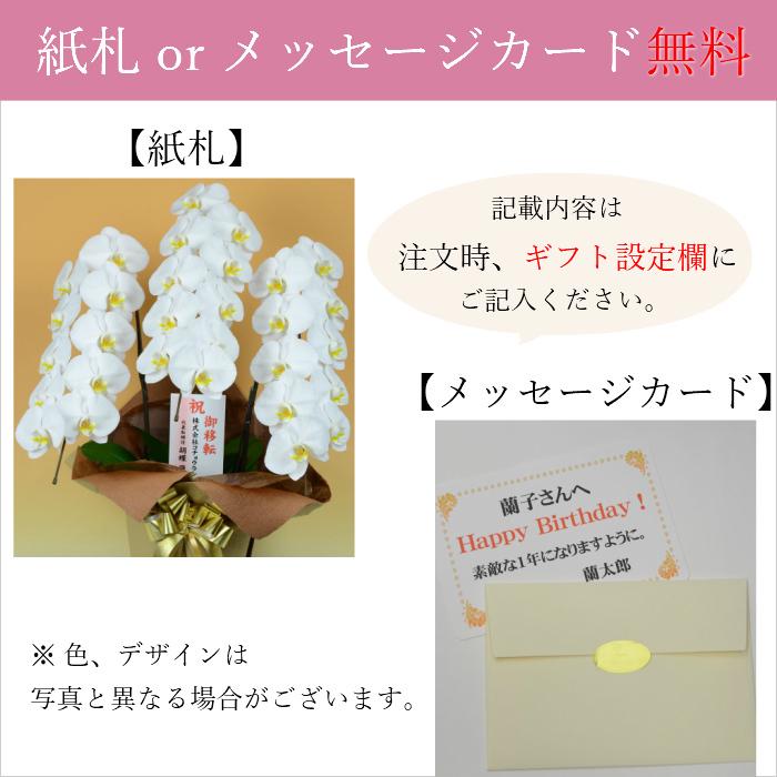 観葉植物 大型 パキラ 10号//鉢植え カゴ付き 受け皿付き 大きい 大 おしゃれ 開店 開所 開業 新築【 敬老の日 祖父 祖母 】 |  | 07