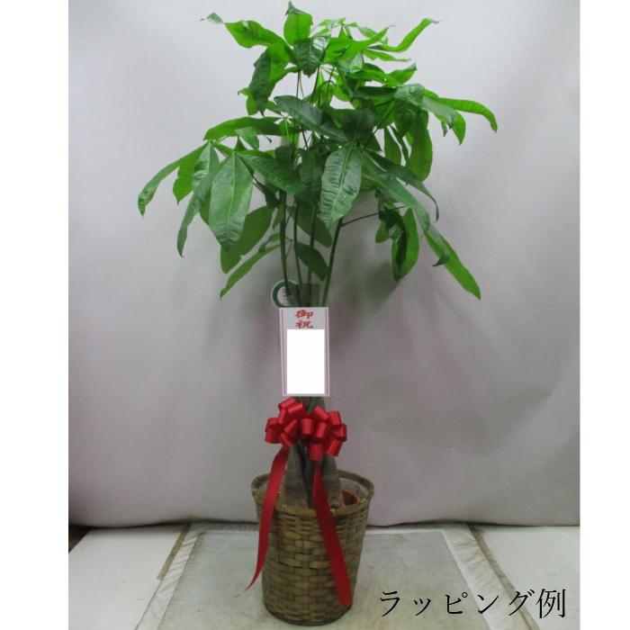 観葉植物 大型 パキラ 10号//鉢植え カゴ付き 受け皿付き 大きい 大 おしゃれ 開店 開所 開業 新築【 敬老の日 祖父 祖母 】 |  | 08