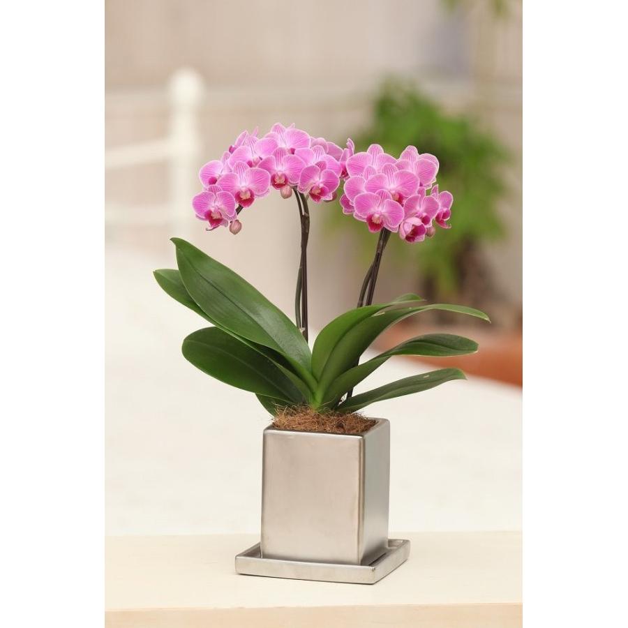 ピンク系 ミディ 胡蝶蘭 2本立 クローム鉢 4号 プレゼント ギフト 贈り物 | 