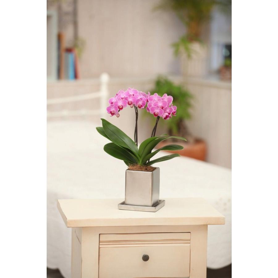 ピンク系 ミディ 胡蝶蘭 2本立 クローム鉢 4号 プレゼント ギフト 贈り物 |  | 01