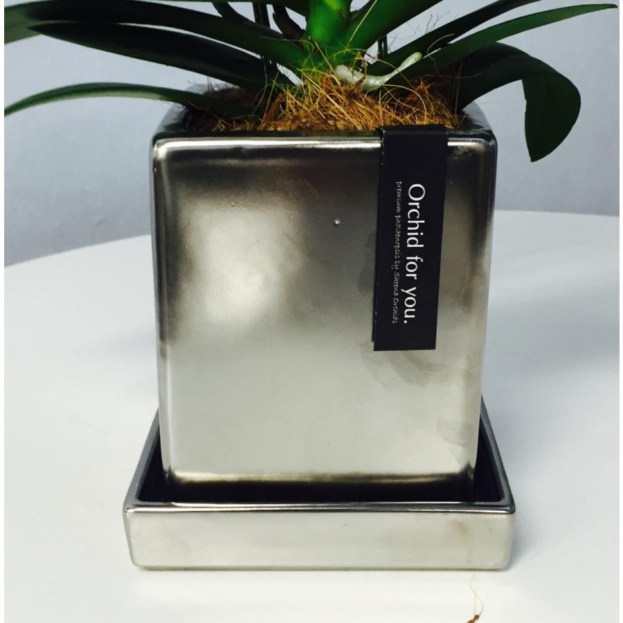 ピンク系 ミディ 胡蝶蘭 2本立 クローム鉢 4号 プレゼント ギフト 贈り物 |  | 02