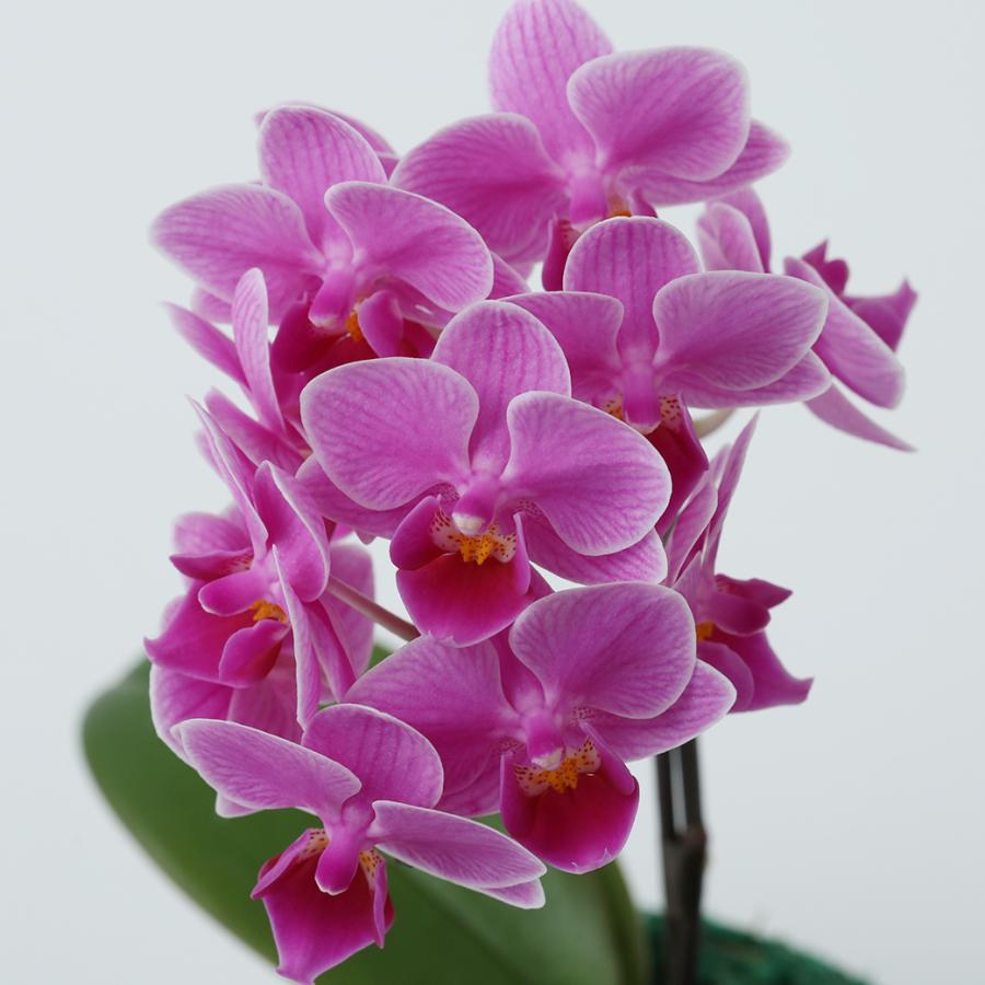 ピンク系 ミディ 胡蝶蘭 2本立 クローム鉢 4号 プレゼント ギフト 贈り物 |  | 03